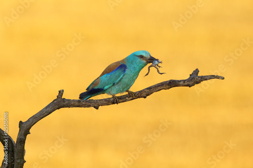 The European roller (Coracias garrulus) on a branch with frog in the morning light