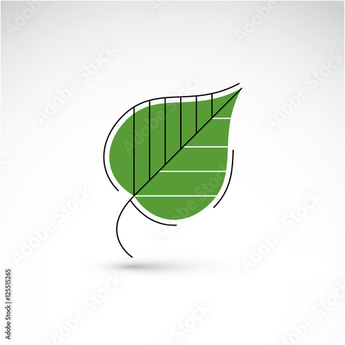 Hand-drawn illustration of simple birch tree leaf isolated. Gree
