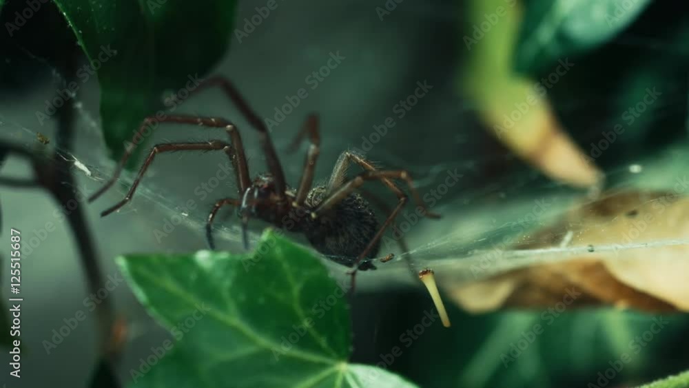 parallax tracking shot of a house spider tegenaria waiting for it's prey in tube web parallax tracking shot of a house spider tegenaria waiting for it's prey in tube web
