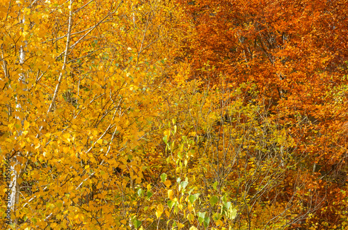 Autumn landscape. Beautiful yellow, orange, red and green autumn forest.