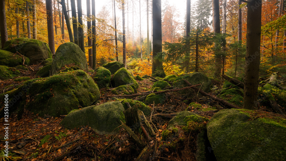 Obraz premium Herbstlicher Mischwald mit großen Steinen im Vordergrund
