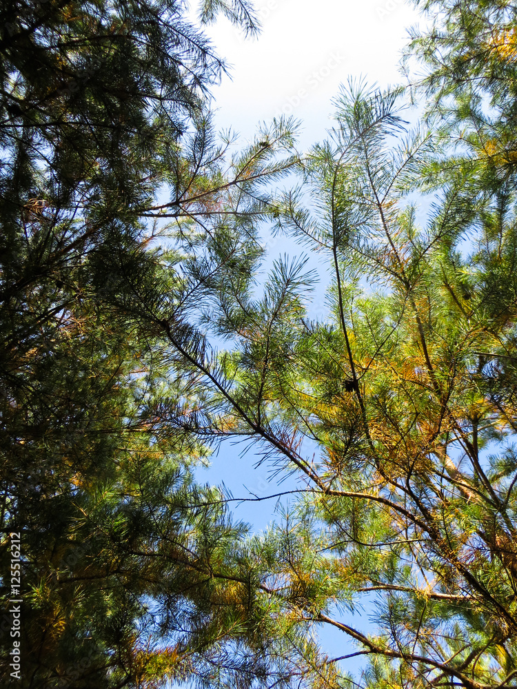 Obraz premium Tall pine trees in a forest. Looking up