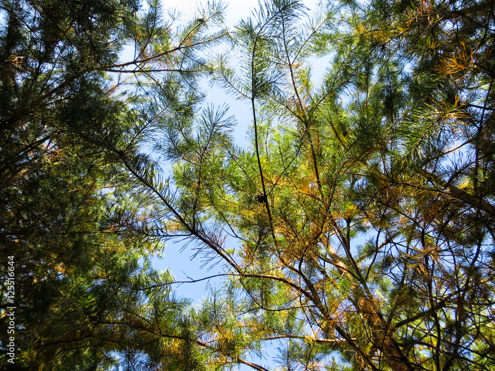 Obraz premium Tall pine trees in a forest. Looking up