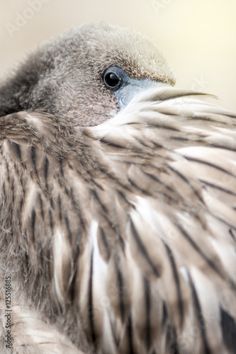 Young Flamingo Portrait with Beak Hidden in Feathers