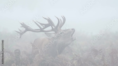 Red Deer stag (Cervus elaphus) bellowing, bugling or roaring on a misty morning