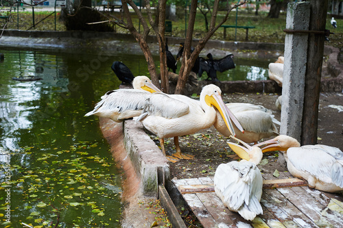 Beautiful white pelicans
