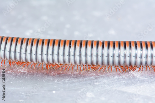 Closeup of a millipede on aluminum floor.