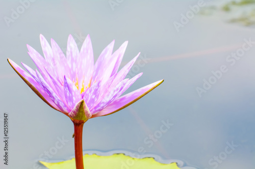 Lotus is many colors and beautiful in ponds, is a symbol of Buddhism.