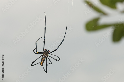 Une araignée géante © Gilles