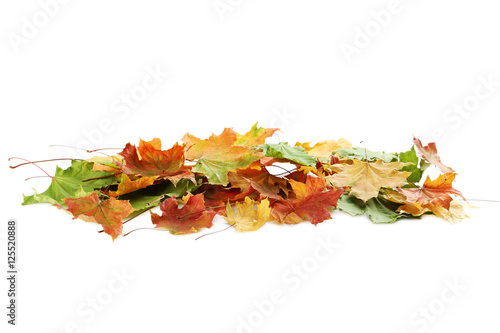 Autumn leafs isolated on white background