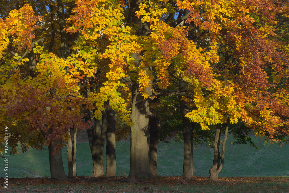 Fototapeta premium W jesiennym słońcu