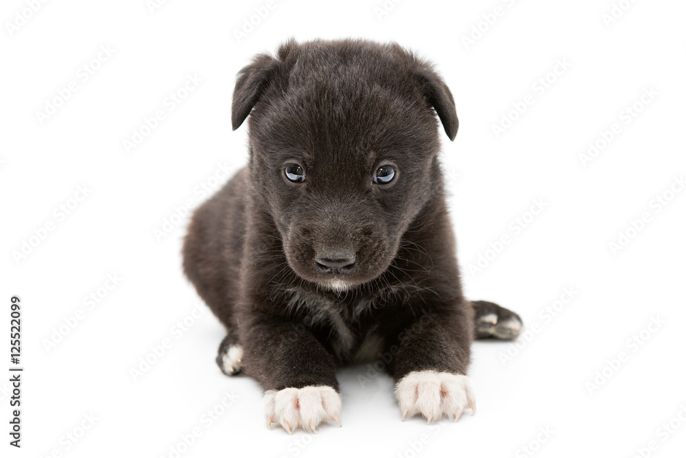 Serious black puppy