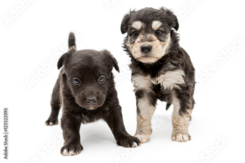 Two small  serious puppy