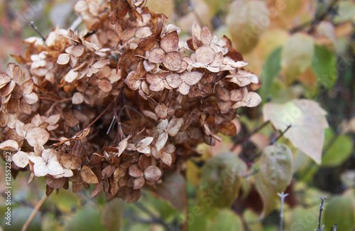 Dry white hydrangea in autumn 2