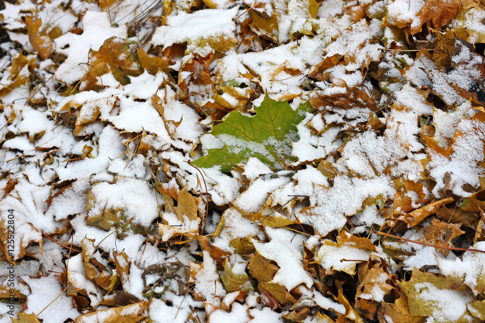 Snow on the pile of leaves. Snow on the pile of leaves.