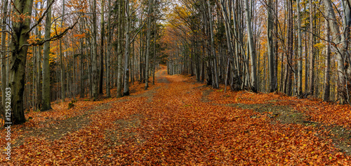 Fototapeta Naklejka Na Ścianę i Meble -  Wide alley with colorful autumnal beech trees in the Beskidy Mountains in Poland. Panorama.