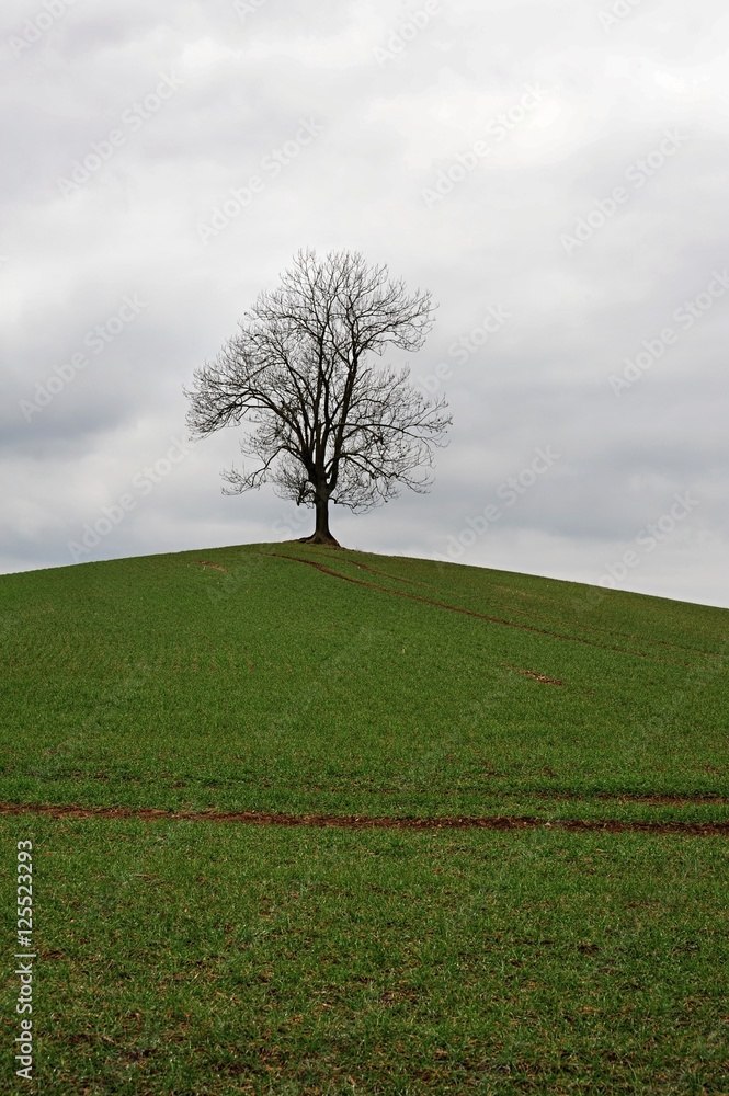 Obraz premium Lone tree in countryside