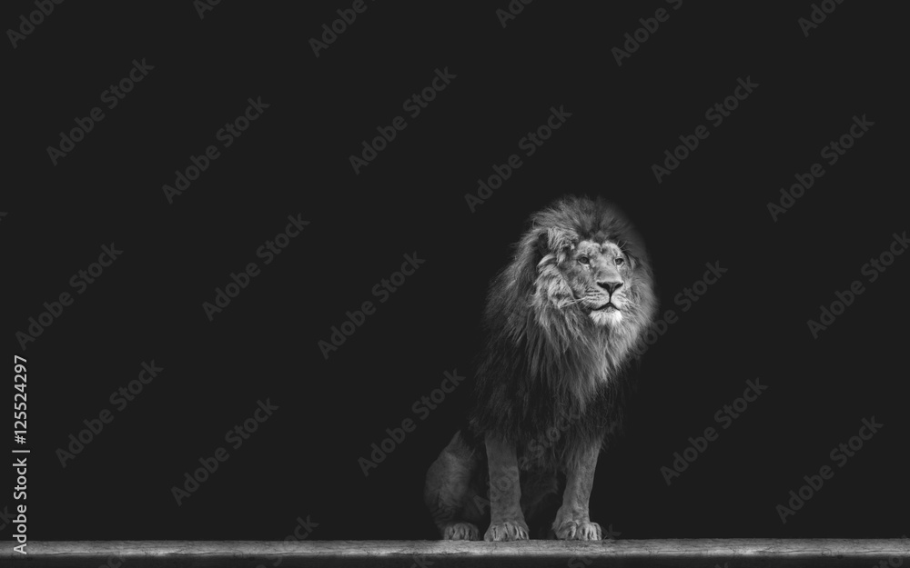 Fototapeta premium Portrait of a Beautiful lion, in the dark