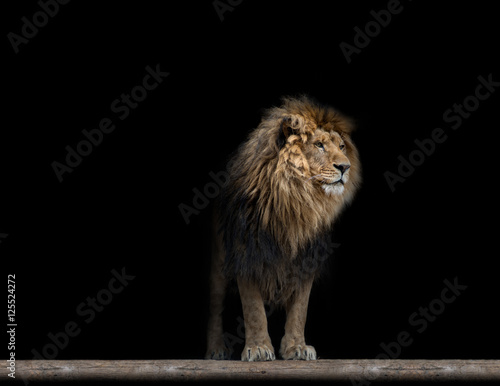 Portrait of a Beautiful lion, in the dark