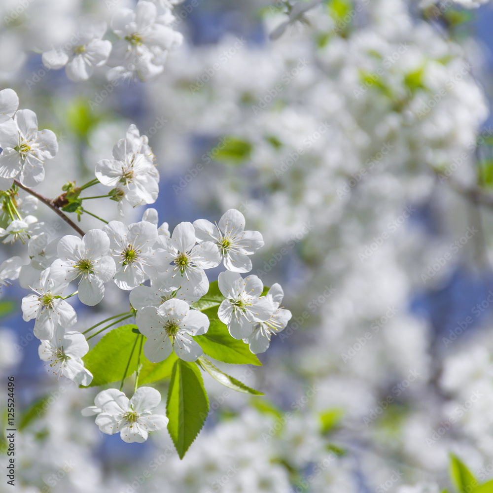  Spring flowers on branches