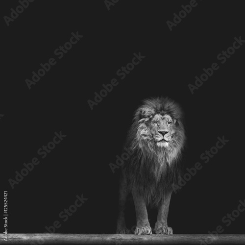 Fototapeta Naklejka Na Ścianę i Meble -  Portrait of a Beautiful lion, in the dark