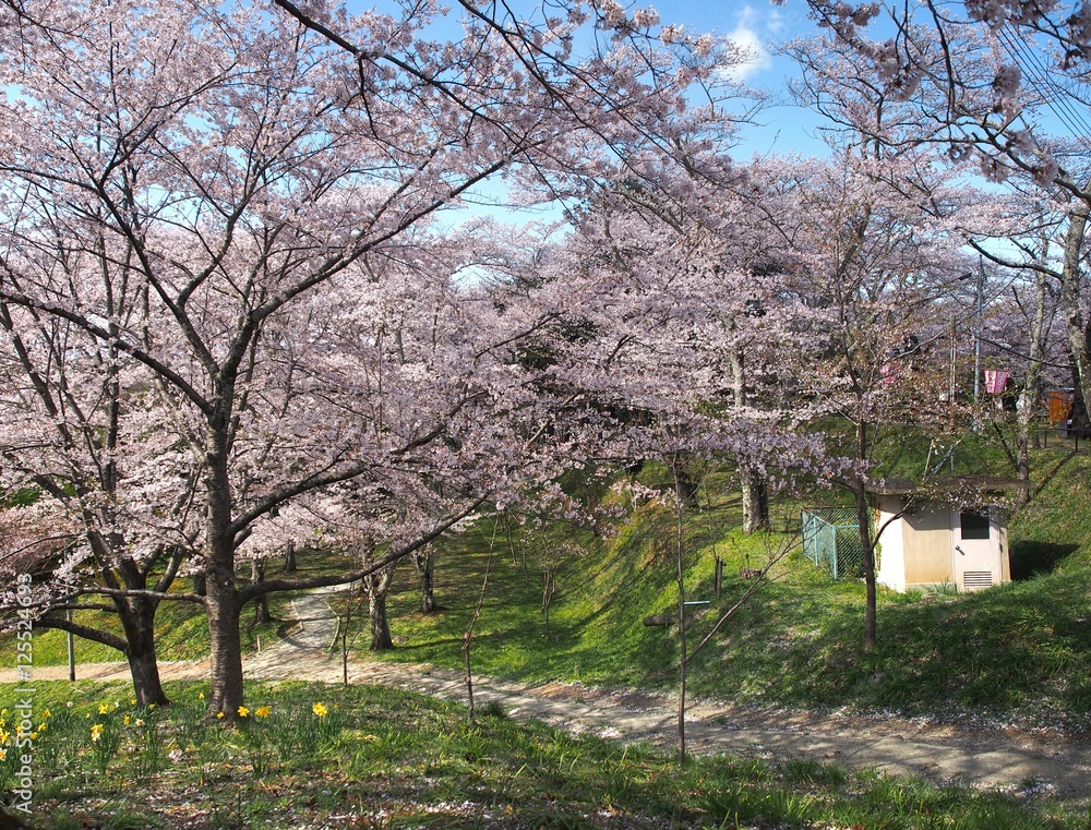 Cherry blossom in Funaoka Joshi Park in Miyagi prefecture, Japan Cherry blossom in Funaoka Joshi Park in Miyagi prefecture, Japan