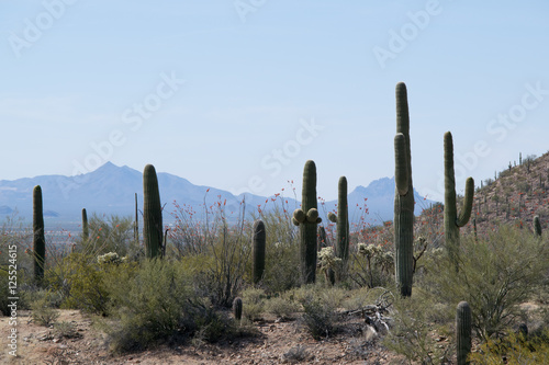 A Saguaro Group