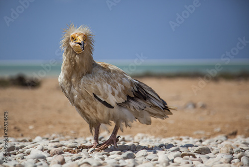 Egyptian vulture (Neophron percnopterus) in Socotra, Yemen photo