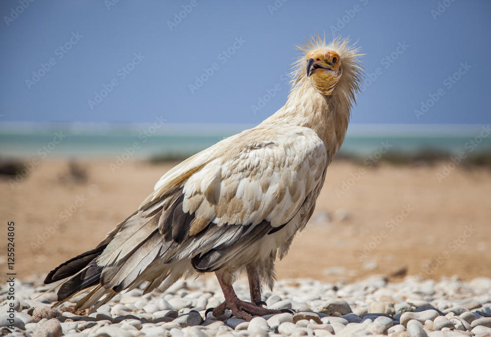 Fototapeta premium Egyptian vulture (Neophron percnopterus) in Socotra, Yemen