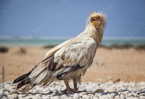 Egyptian vulture (Neophron percnopterus) in Socotra, Yemen photo