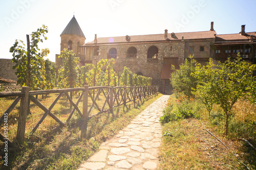 Vineyard at Alaverdi Monastery in Georgia photo