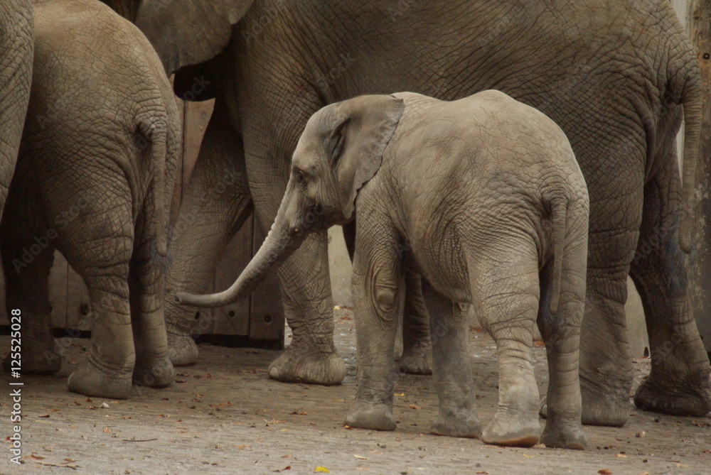 Fototapeta premium Elefantenbaby im Zoo