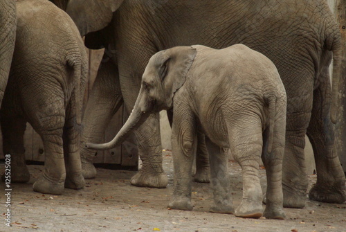 Elefantenbaby im Zoo