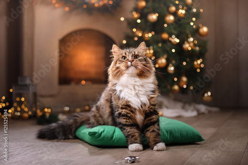 Fototapeta Naklejka Na Ścianę i Meble -  Tabby and happy cat. Christmas season 2017, new year