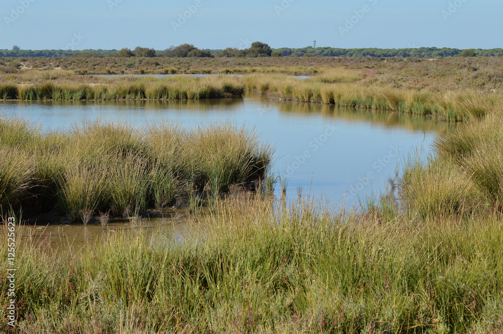 paisajes de marismas y aves en las salinas paisajes de marismas y aves en las salinas