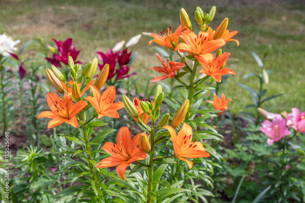Beautiful flowers of Lilium in green garden in sunny summer day Beautiful flowers of Lilium in green garden in sunny summer day