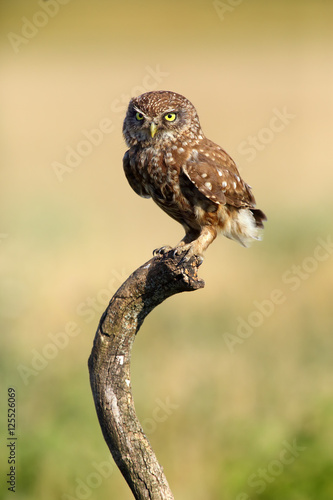 The little owl (Athene noctua) sitting on the branch photo