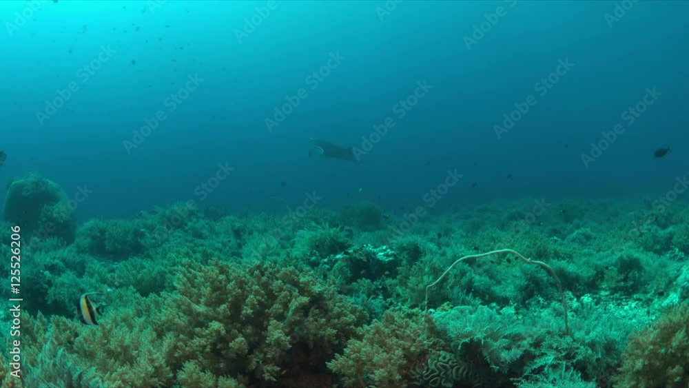 Manta ray swims on a coral reef. 4k footage Manta ray swims on a coral reef. 4k footage