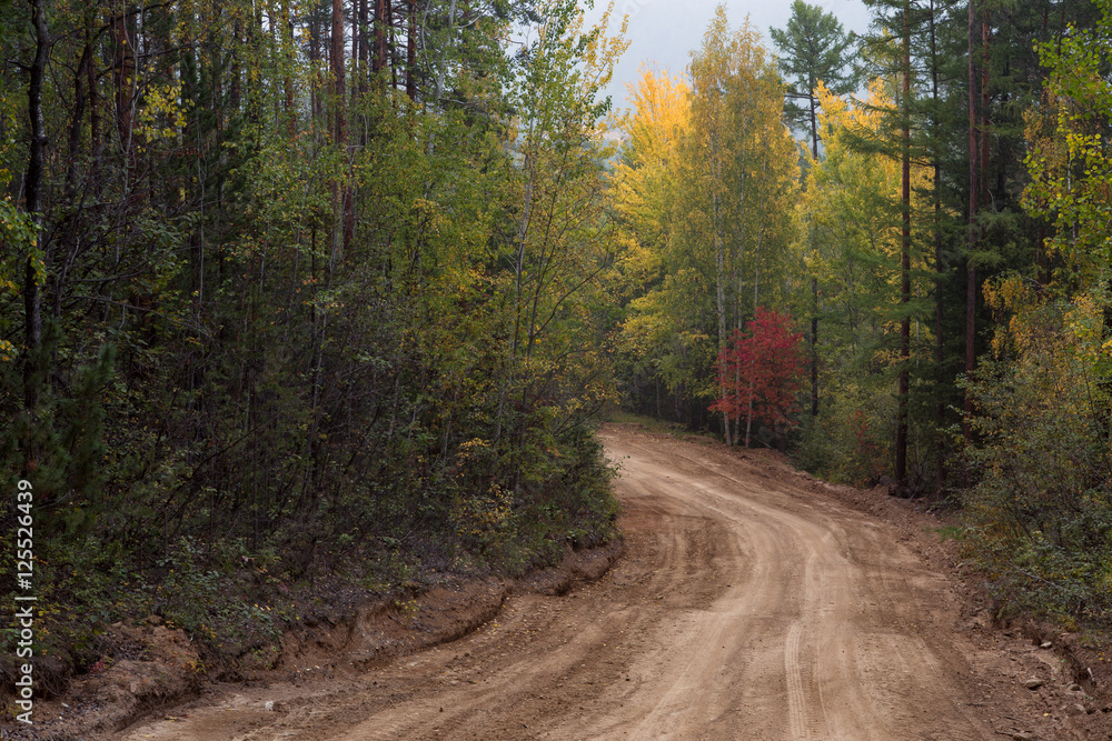 Fototapeta premium Country road in the autumn forest. Baikal taiga. Buryatia. Russia.