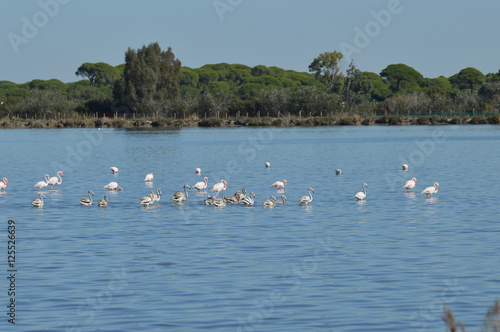 paisajes de marismas y aves en las salinas   © juanpedro63