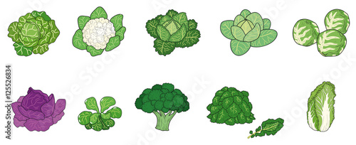 Verschiedene Kohl- und Salatsorten