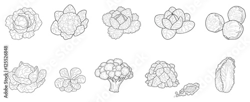 Verschiedene Kohl- und Salatsorten