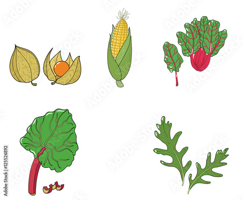 Verschiedene Gemüsesorten