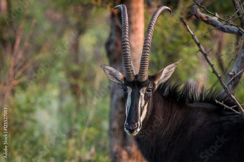 Fototapeta Naklejka Na Ścianę i Meble -  Starring Sable antelope bull.