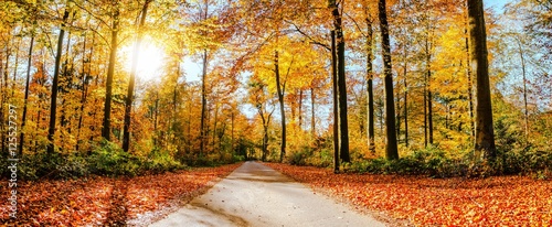 Straße im Herbst/Waldweg an sonnigem Herbsttag