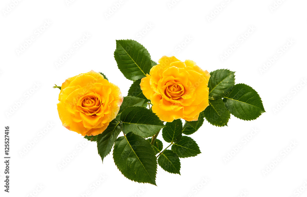 Fototapeta premium yellow rose