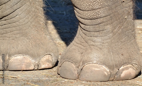 Pieds d'éléphant