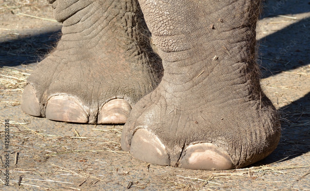 Obraz premium Pieds d'éléphant