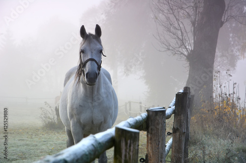 Horse in morning autumn landscape