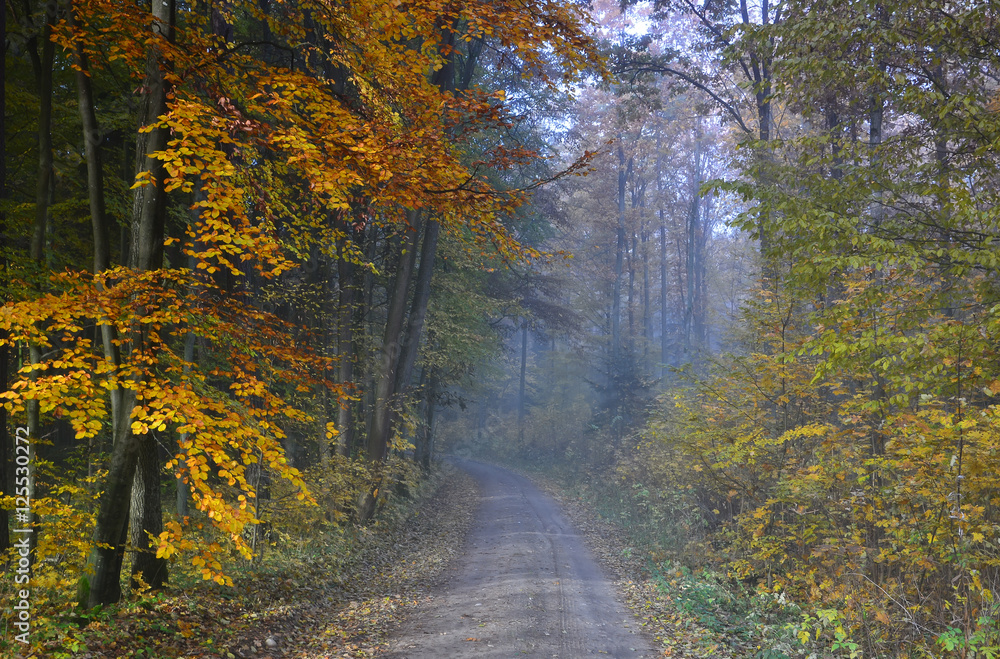 Autumn foggy landscape with country road